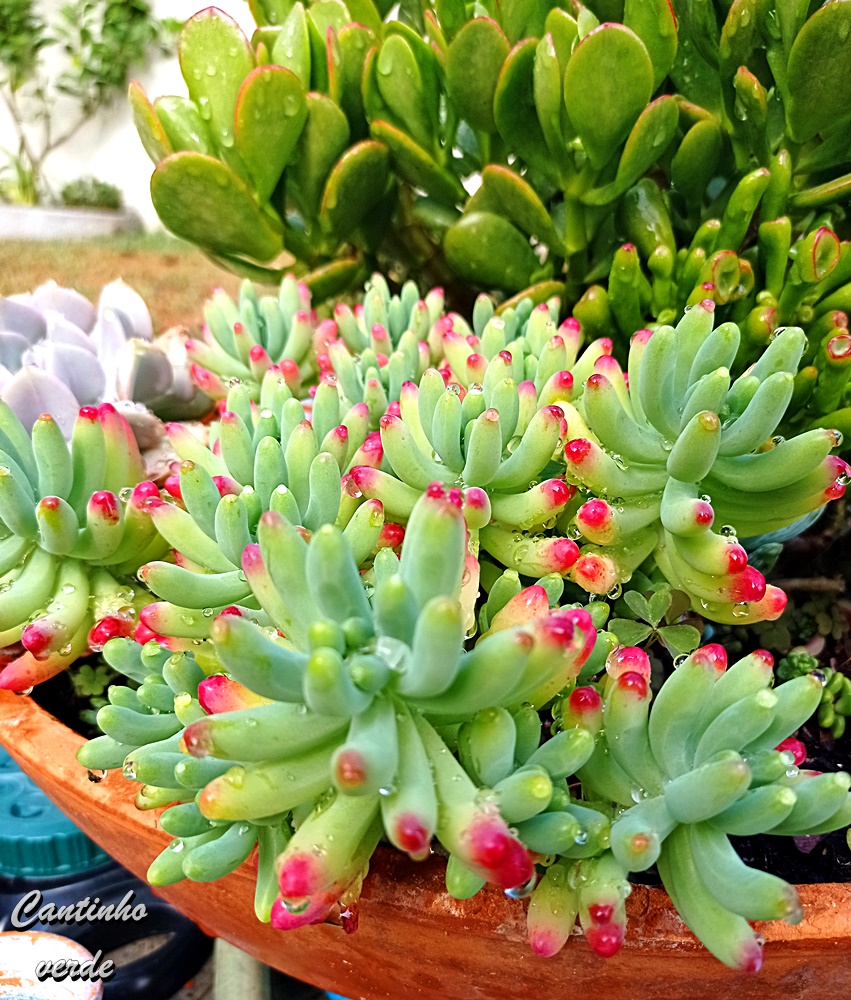 Marlie70's tweet photo. Guia de cultivo do Sedum pachyphyllum. Cuidados, multiplicação, manutenção e descrição #suculents #cantinhoverde #garden #jardim #sculentas #plants #plantas #sedum #suculent #planttwitter #plante
https://t.co/MpRQh3XQqg https://t.co/BlhFqnFJQX