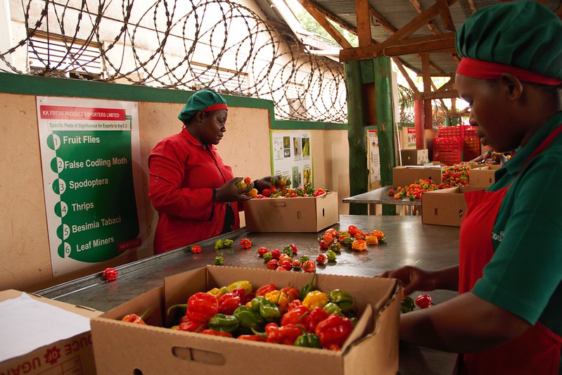 wto's tweet photo. The #STDF is committed to helping stakeholders in developing countries meet international #foodsafety  standards. 

Learn how they are working with women like Brenda in Uganda to boost market access in the fresh fruit and vegetable sector 

➡️https://t.co/S1PFcdPOMA 
#IWD2023 https://t.co/JYBpLGrxpm