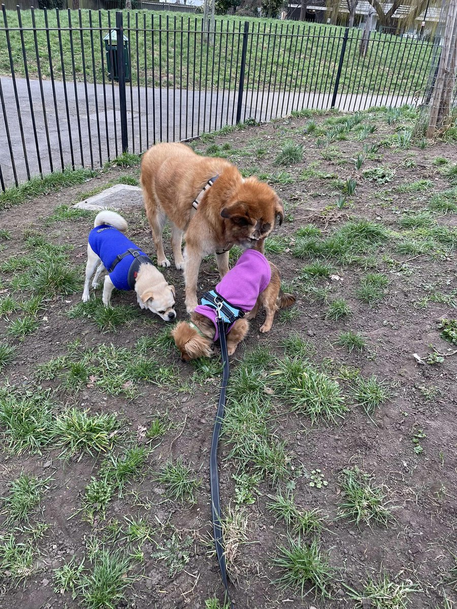 The_Animal_Team's tweet photo. 13yo Daisy arrived at what everyone thought was a wonderful new home where she could spend her twilight years loved &amp; adored but after 48 hours she isn’t wanted 🙏PLEASE can you offer Daisy a home? She really deserves her own special people 🙏info@hopevmsdogs.org #dogsarefamily https://t.co/bler5PiPpk