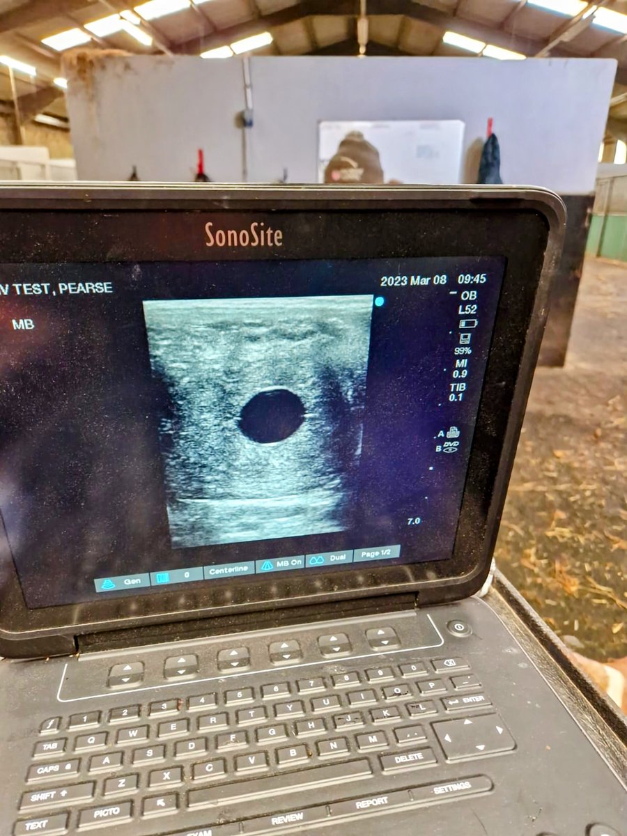 💥Good News 
#Camayork half-sister #Acklamexpress #Alphacapture #Maglev ..first mare covered was scanned in Foal #DarkAngel 
What a team I have! 👏🤞

#MaisonduMondefarm #AcornStud 
#sireonfire #leadingsire #leadingfreshmansire
#breeding #Thoroughbred #equinevet   #horsepregnancy