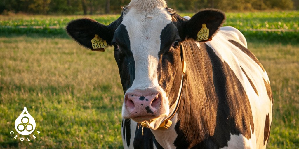 Somatic cells by number and stage of lactation: effects on production

Some comments on the topic and all #OZOLEAMAST can do for your herd 👉bit.ly/3F5Wlv8

#AMR #dairy #lactation #SCC #lessantibiotics #uddernhealth #animalhealth