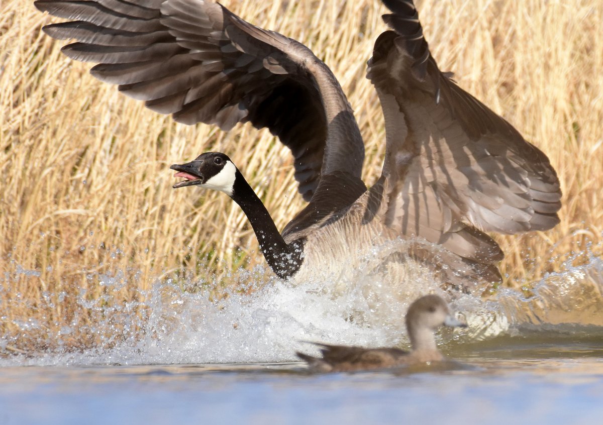 Have you ever been personally victimized by a Canada goose? If so, you may be entitled to compensation. Please summarize your experience. 📷 Tom Koerner/USFWS