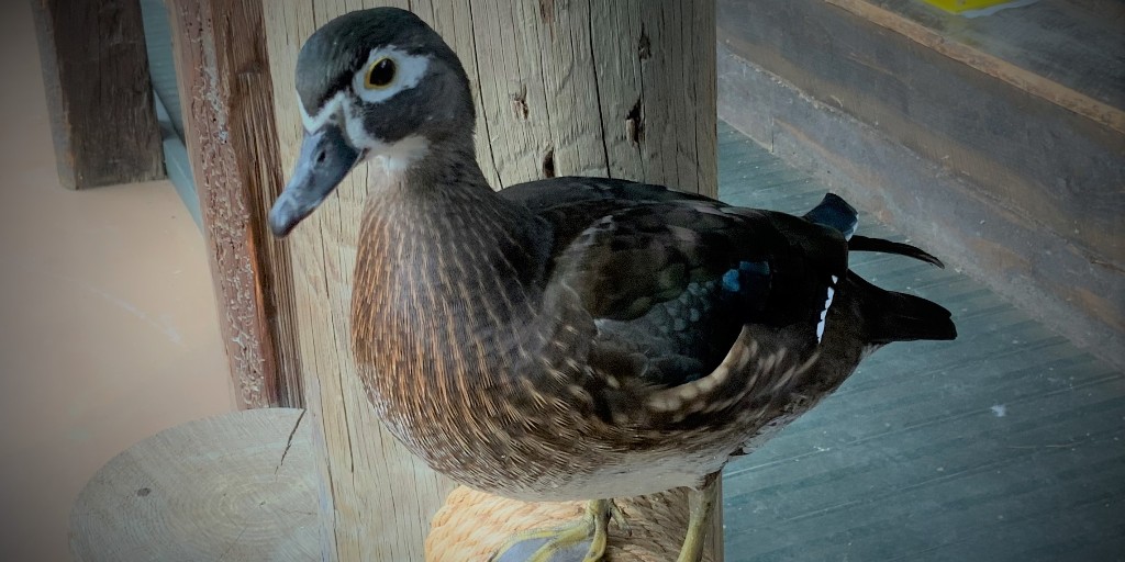 Today is International Women's Day!  Thank you to all the dedicated and wonderful women, both staff and volunteers, who make the Wildlife Sanctuary great!  #IWD #EmbraceEquity #BayBeachWildlifeSanctuary