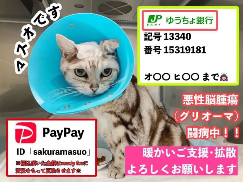 haruto_kaede's tweet photo. #猫 #アメショ 
#クラウドファンディング
悪性脳腫瘍闘病中のマスオくん
3/10（金）20時〜クラファン開始予定です‼️
https://t.co/KzsP2KMCZw

ママさんおひとりでお子様を抱えながら、なんとか頑張っています。
お力添えをお願い致します🙏

Instagram⤵️
https://t.co/jFWW7Rk43m

直接のご支援も⤵️ https://t.co/yefevvuxyi