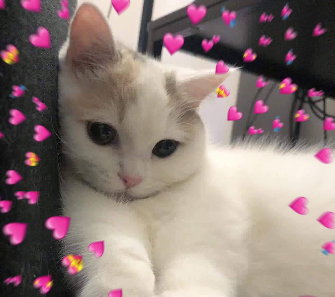 Hình ảnh đáng yêu của mèo cute cats heart Cho trái tim của bạn ...