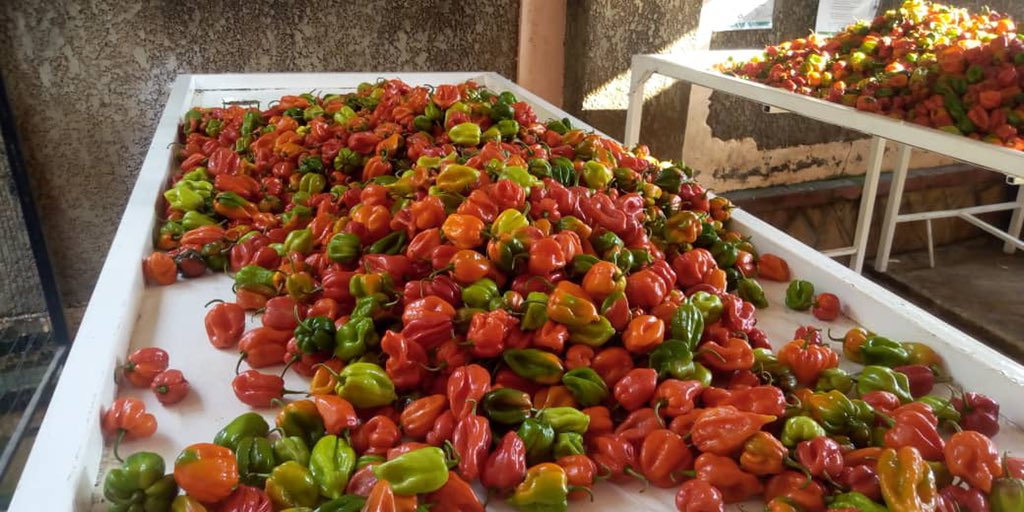 KeebFreshFarms's tweet photo. .2/2 The government supports the industry through research centers and initiatives to develop new varieties, improve yields, and promote exports. 
As a result, Uganda has become one of the largest producers and exporters of hot peppers in Africa. #Farming #Hoticulture https://t.co/JPaiD8LkoS