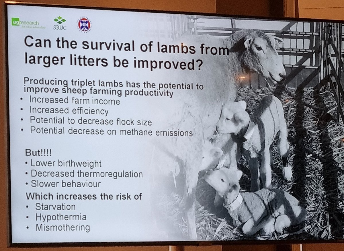 PhillipaFarmVet's tweet photo. Some brilliant scientific presentations on lamb Neonatal management & colostrum quality! To a packed audience. Well done..on #InternationalWomensDay too! @KimHamer10 plus others #ISVC2023 @SEOCSpain 👏👏👏 https://t.co/KRz5NEot7F