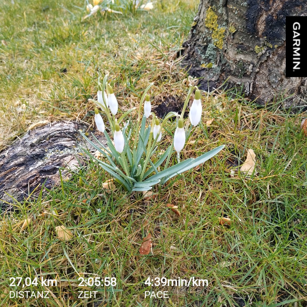 Den freien Tag mit einem längeren Lauf gestartet. War schön, mit Sonne und angenehmer Kälte. Jetzt ist die Sonne auch schon wieder weg und es ist trübe. #nevernotrunning #Twitterlauftreff #garmin #beatyesterday