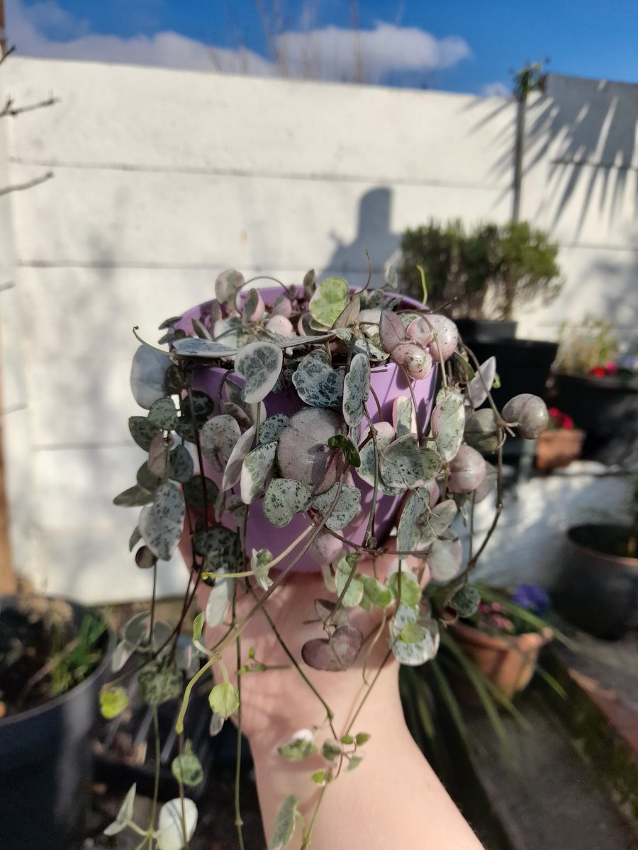 Reminder of the sun during todays snow with these beautiful variegated string of hearts 💜#stringofhearts #variegatedstringofhearts #houseplants