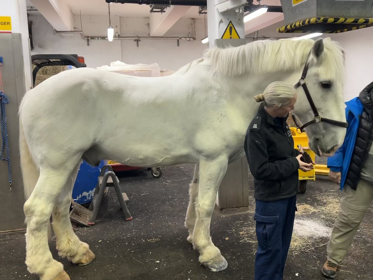 An enjoyable afternoon for IPA members visiting Metropolitan Police Mounted Unit stables at Great Scotland Yard on Monday. @uk_ipa @9RegionIPA @IPA_BTPBranch