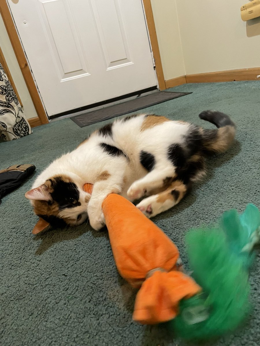 So Wizard Podcast tweet media