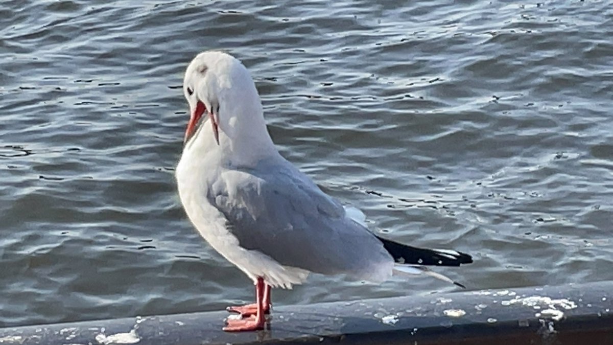 首がコークスクリュー 