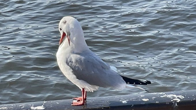 首がコークスクリュー 