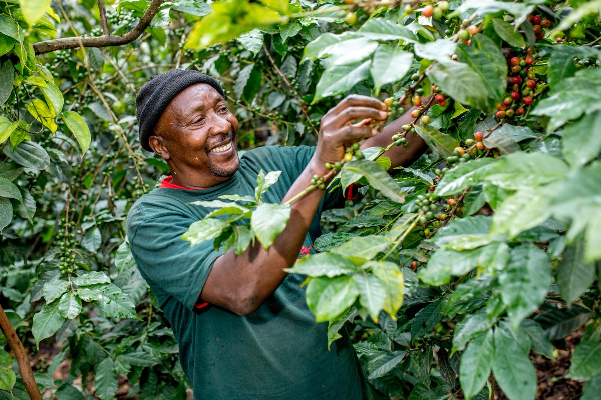 Did you know that by 2050, up to 1/2 the world's land used for coffee may be unusable? But by making the switch to #Fairtrade, you can support farmers to adopt climate-friendly farming methods. 100% of @coopuk coffee is Fairtrade and has been since 2003! ☕️#ChooseFairtrade