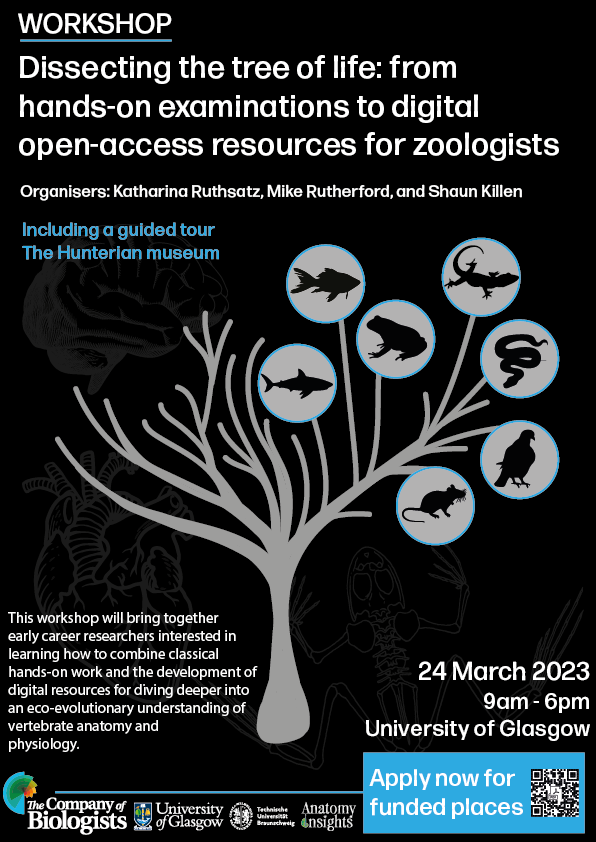 OPEN NOW FOR APPLICATIONS! I'm thrilled to announce that I will give a workshop on comparative vertebrate anatomy and physiology at @UofGlasgow together with @shaunkillen and Mike Rutherford @hunterian on March 24th. We're grateful to the @Co_Biologists for funding this workshop!