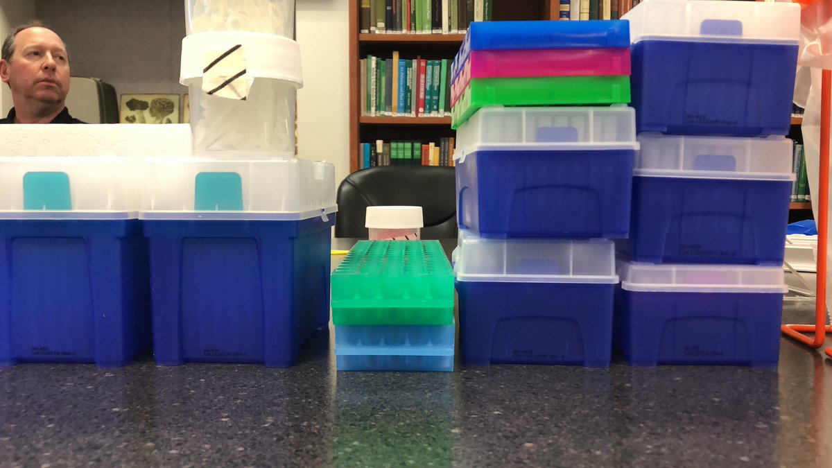Tropical Plant Clinic & Research Lab (@ClinicPlant) on Twitter photo 2023-03-08 11:56:50 Looking forward to another day of learning @nanopore sequencing technology 🤓 #surveillance #monitoring #invasivespecies #diagnostics #laurelwilt @UFTropical @UFPlantPath @USDA_NIFA @NPDN Looking forward to another day of learning @nanopore sequencing technology 🤓 #surveillance #monitoring #invasivespecies #diagnostics #laurelwilt @UFTropical @UFPlantPath @USDA_NIFA @NPDN