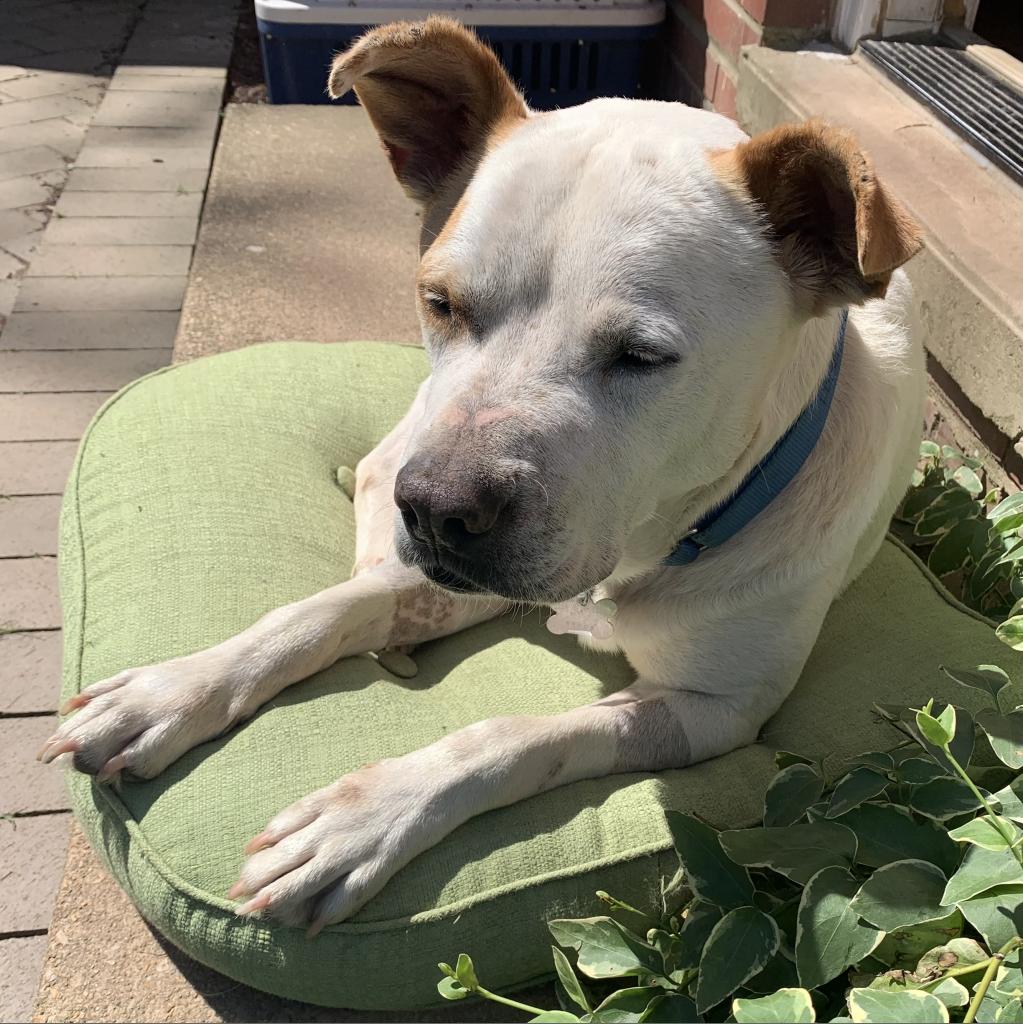 Pets, like fine wine, improve with age. This distinguished gentleman is a 2014 Chardonnay - sweet and full-bodied.🍷

Click here to learn more about Fred Lee: ow.ly/MCYw50N9gSH

#winewednesdays #fosteringsaveslives #seniordogs #dmvdogs #adoptdontshop