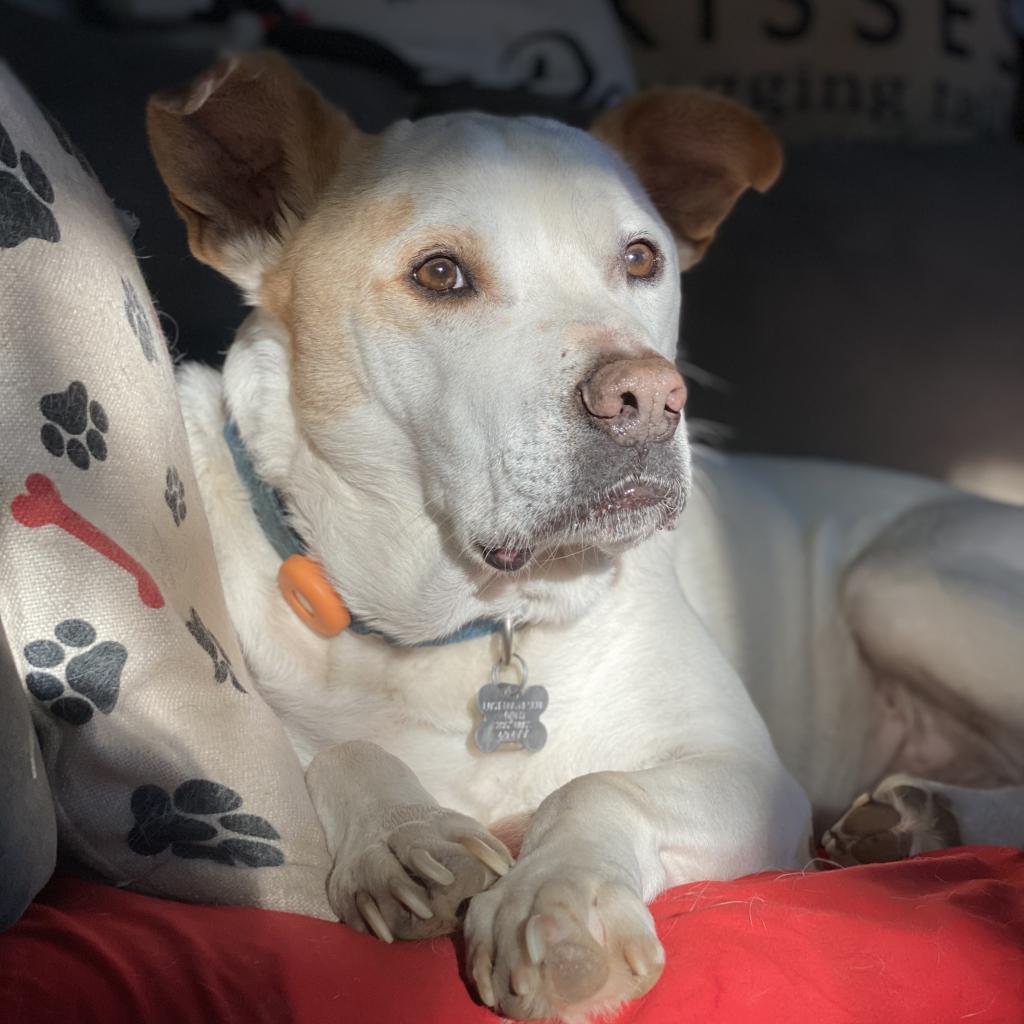 Lost Dog & Cat Rescue tweet media