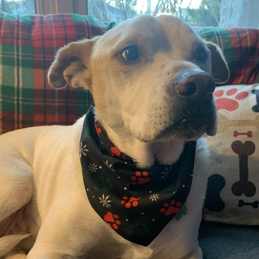 Lost Dog & Cat Rescue tweet media