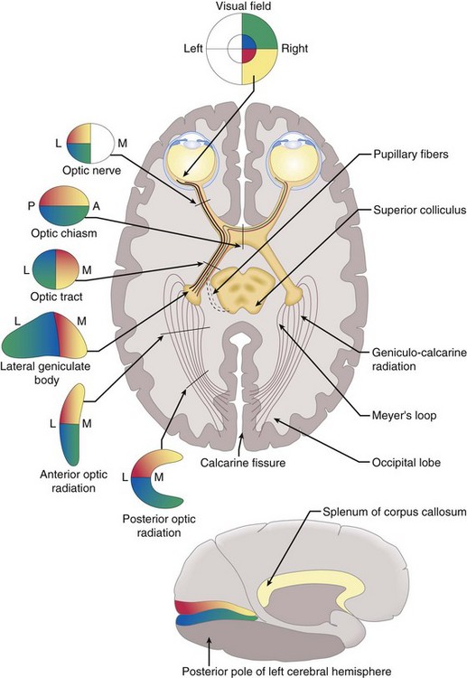 chrost_hugo's tweet photo. Visual pathway. 

Credits: Ento Key

#neuroscience #MedTwitter https://t.co/ZXaFbSHlXG