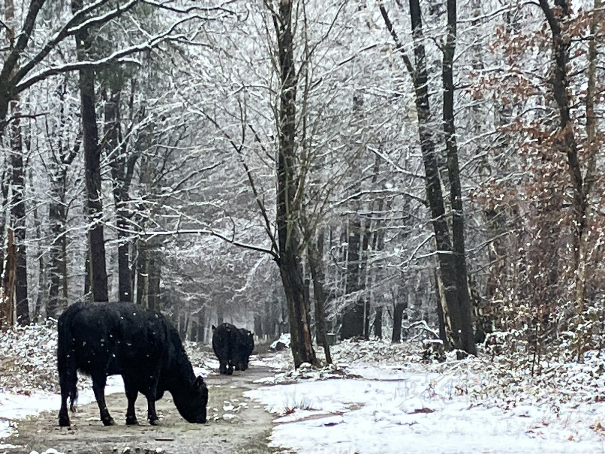 Lente: maar vandaag even niet.
#sneeuw, #winter
