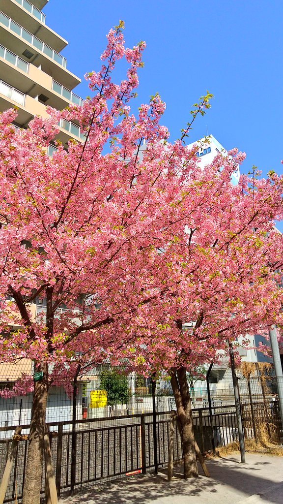 ISO87944974's tweet photo. そろそろ #花見 の季節ですね🌸今日はオフィスの近くで河津桜が咲いていました。下旬には見頃を迎えるようですので、またアップしていきます！#サクラ #tokyo https://t.co/eQt8P5D0go