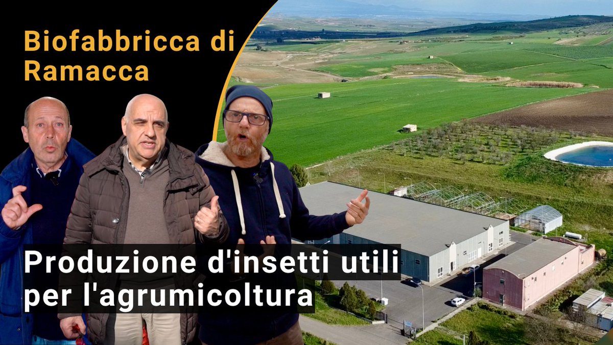 biofruitnet's tweet photo. 📢 New Video!
Production of beneficial insects in the Ramacca Biofactory for Biocontrol in citrus fruits
👉 Click here: https://t.co/QLYMP2h27E
#Biocontrol #Biofactory #AgriFood #Innovation #OrganicFruit #PrimaryProducers #Bioeconomy
@Ecovalia https://t.co/xSkQjYpVVs