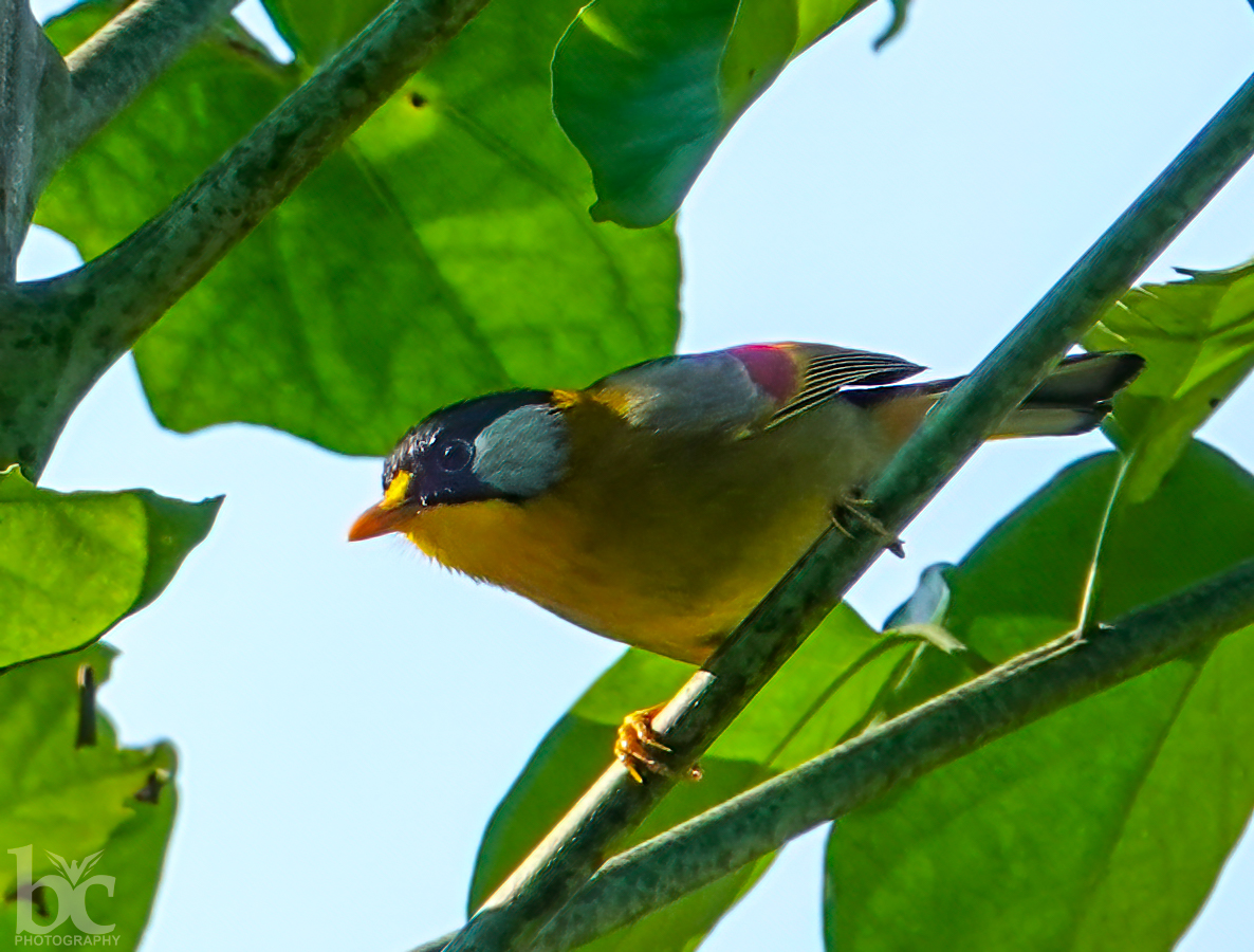 Silver eared Mesia @ Neora Valley
Dec 2021
#ColourfulBirds
#IndiAves 
#BBCWildlifePOTD 
#ThePhotoHour 
#natgeoindia 
#wildlifephotography 
#birdsofwestbengal
#BirdsofBengal
#sonyrx10m4