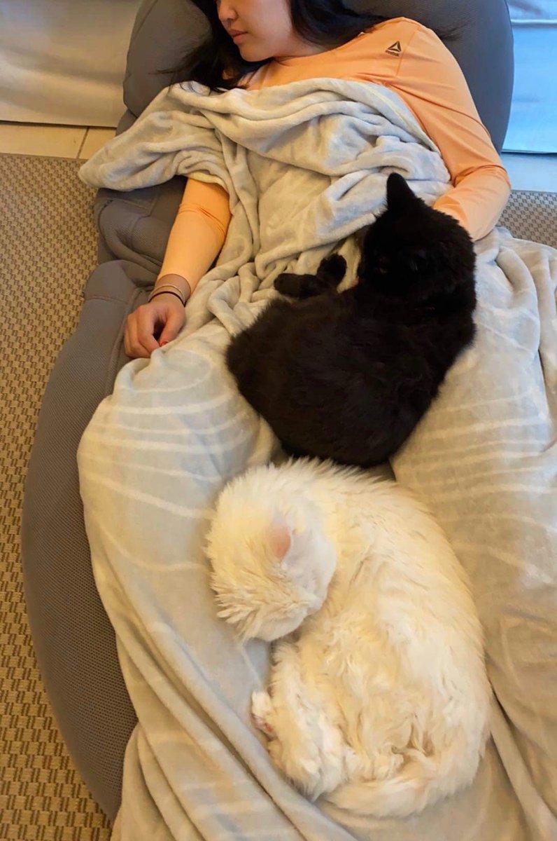 PAM&REA on Twitter "I learned to sleep on my back bc my cats like to