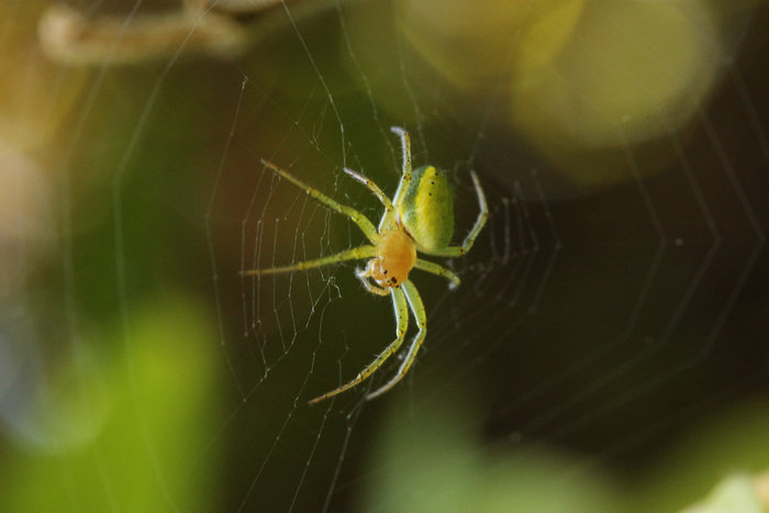 GIRCOR's tweet photo. 🕷️🐜🐞 #Biodiversité: une étude révèle comment certaines espèces d' #insectes réussissent à mieux s'adapter à l'urbanisation que d'autres. Bilan : une chute globale de la diversité des #arthropodes
https://t.co/jsKFqK1ZPz https://t.co/sDIKtu7jQF
