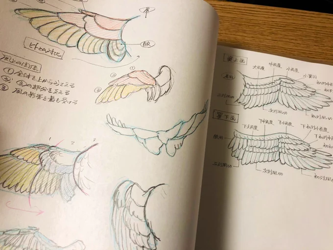 翼っていつも曖昧なまま描いてしまうと思って勉強中だけれど   推しの翼の形状は 一人はコウモリのそれだしもう一人はプテラノドン的何か   鳥じゃない 