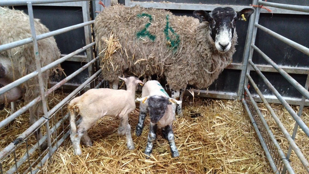 Just over a week of <a href="/RamCompare/">RamCompare</a> lambing  <a href="/CoombeAdrian/">Adrian Coombe</a> Dupath Farm with 14 different sires this season including 7 <a href="/charollaissheep/">Charollais Sheep</a> sires, 30-40 lambs born per AI sire group, up against natural service <a href="/Meatlinc/">George Fell</a>  <a href="/BritishTexel/">British Texel Sheep</a> <a href="/HampsSheep/">Hampshire Down Sheep</a>, Suffolk &amp; Shropshire rams <a href="/AHDB_BeefLamb/">AHDB Beef & Lamb</a>