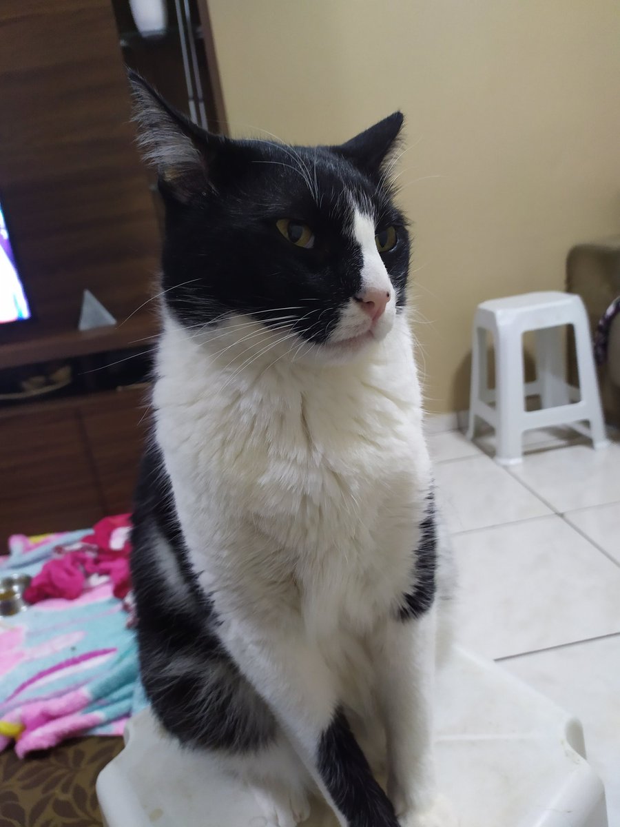 O gato e sua obra de arte.