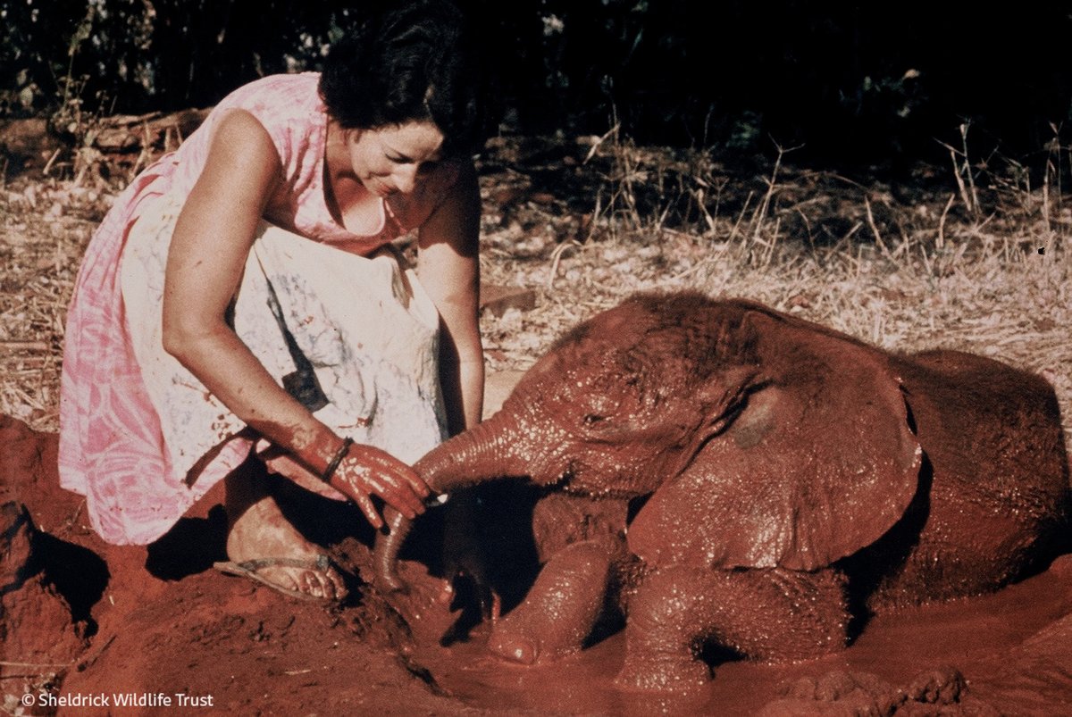 Dame Daphne Sheldrick spent a lifetime dedicated to protecting wildlife. Our founding matriarch pioneered the milk formula & husbandry to successfully raise neonate elephant calves & black rhinos. 350+ orphans saved & entire species better protected. A trailblazer! #IWD2023