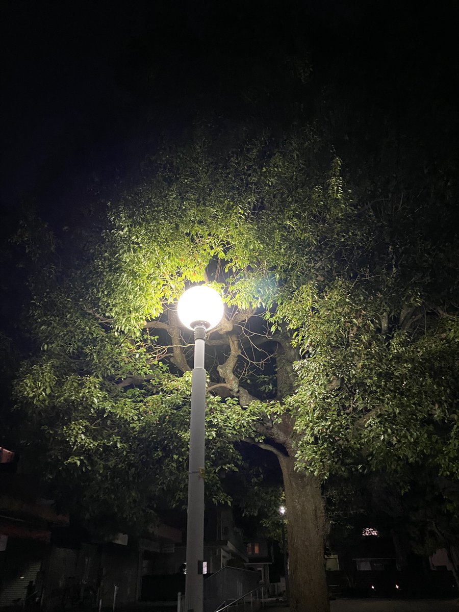 街灯と樹木