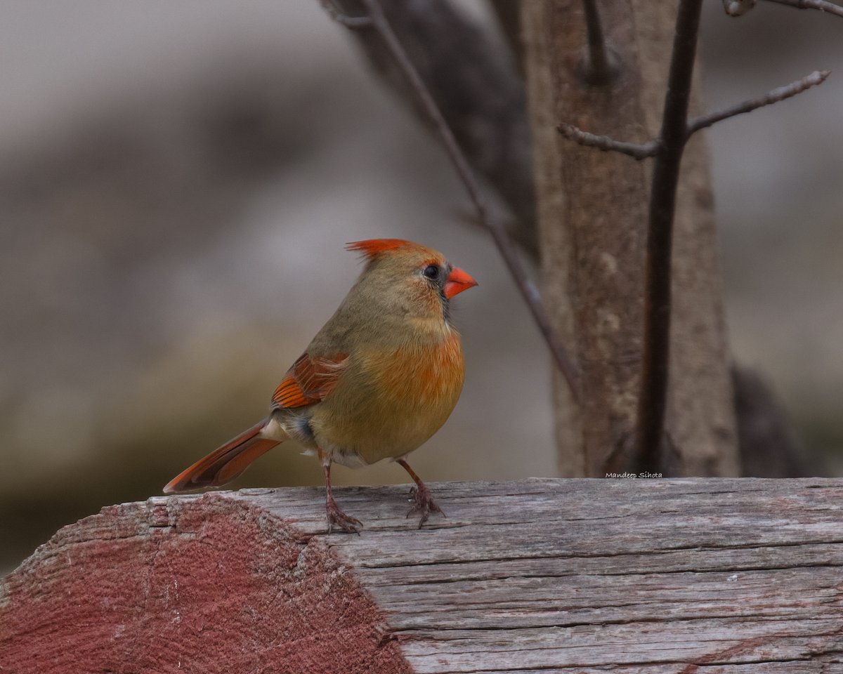 For the theme #colourfulbirds by #IndiAves here’s a female Cardinal😊 #birds #birding #birdphotography #birdsinwild #twitterbirds #birdsoftwitter #twitternaturecommunity #twitternaturephotography #smile #shotoncanon