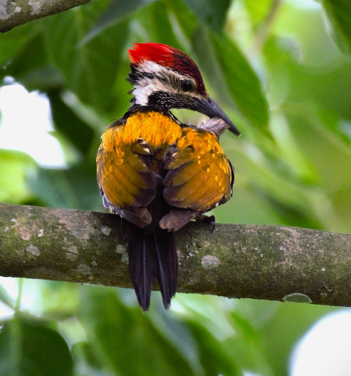 Happy Holi with these two #ColourfulBirds
1 Blue Throated Barbet 
2 Black-rumped Flameback

#IndiAves #birdwatching #NaturePhotography  #birding #Nikon #natgeoindia #Assam #TwitterNatureCommunity