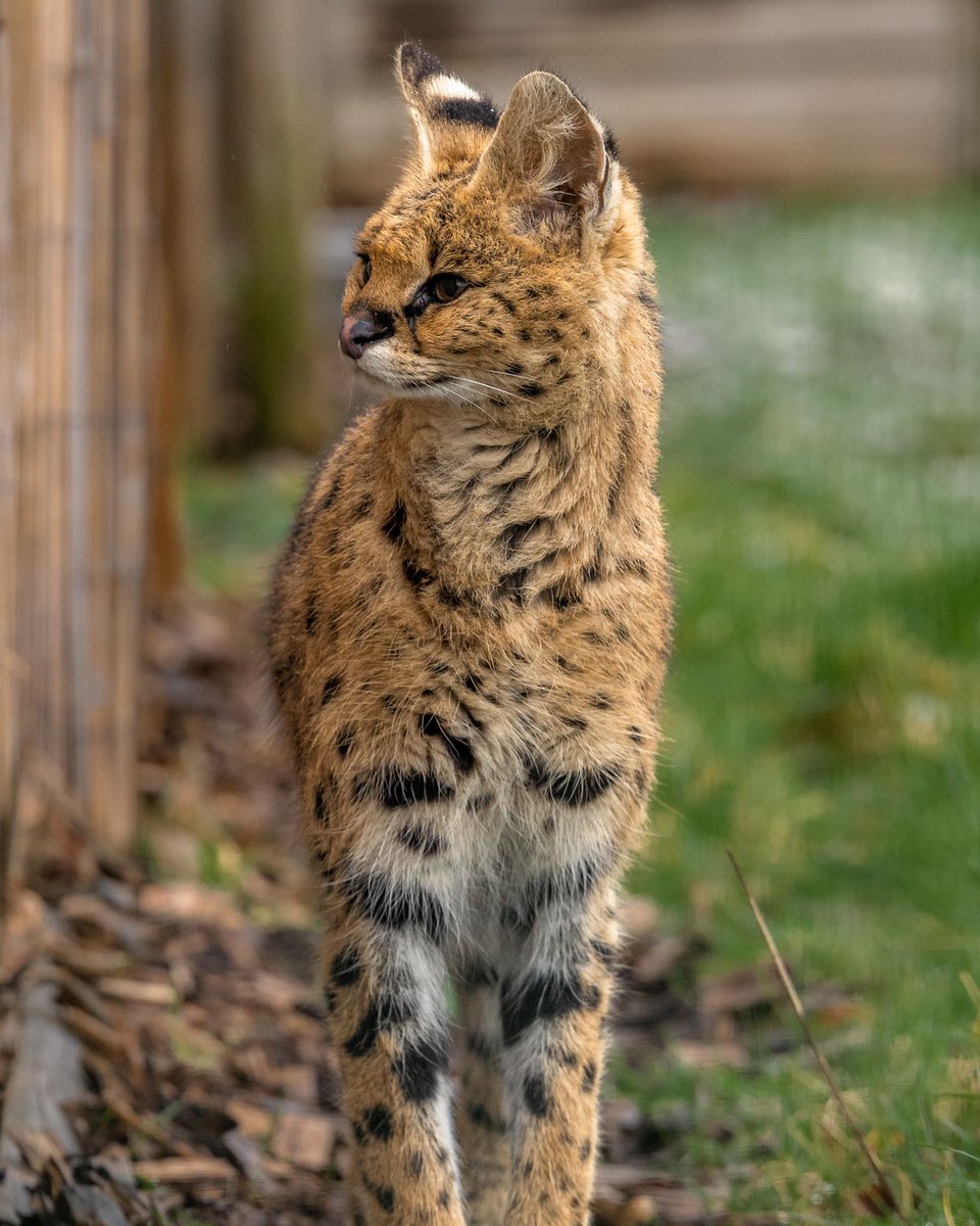 TheBigCatSanct's tweet photo. 😻 Cats in the SNOW! 🌨️

☃️ The Sanctuary woke up to a dusting of snow and a few of our cats were brave enough to get their paws wet!

 #BCS #cute #tiger #bigcats #cutecats #serval #lynx #lions #uksnow #snow https://t.co/q67wXYiDws
