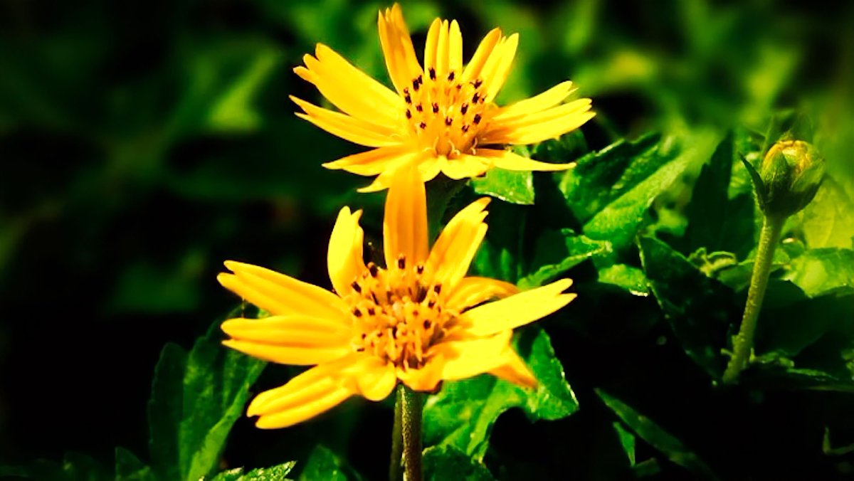 _ItzShiva_'s tweet photo. ๐ผ #FlowerTheme #WomensDay https://t.co/a4Hlhhd0uh