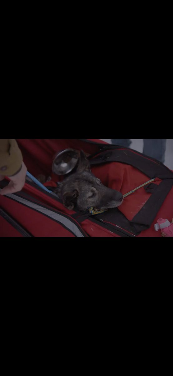 Never going to get over the cuteness of a dog in a sled bag. This one belongs to Jessie Holmes, Nola, I think. On Insider he says she’s got a sore shoulder & he’s bummed to leave her because she was his finishing leader last year. #Iditarod2023 #MusherTwitter