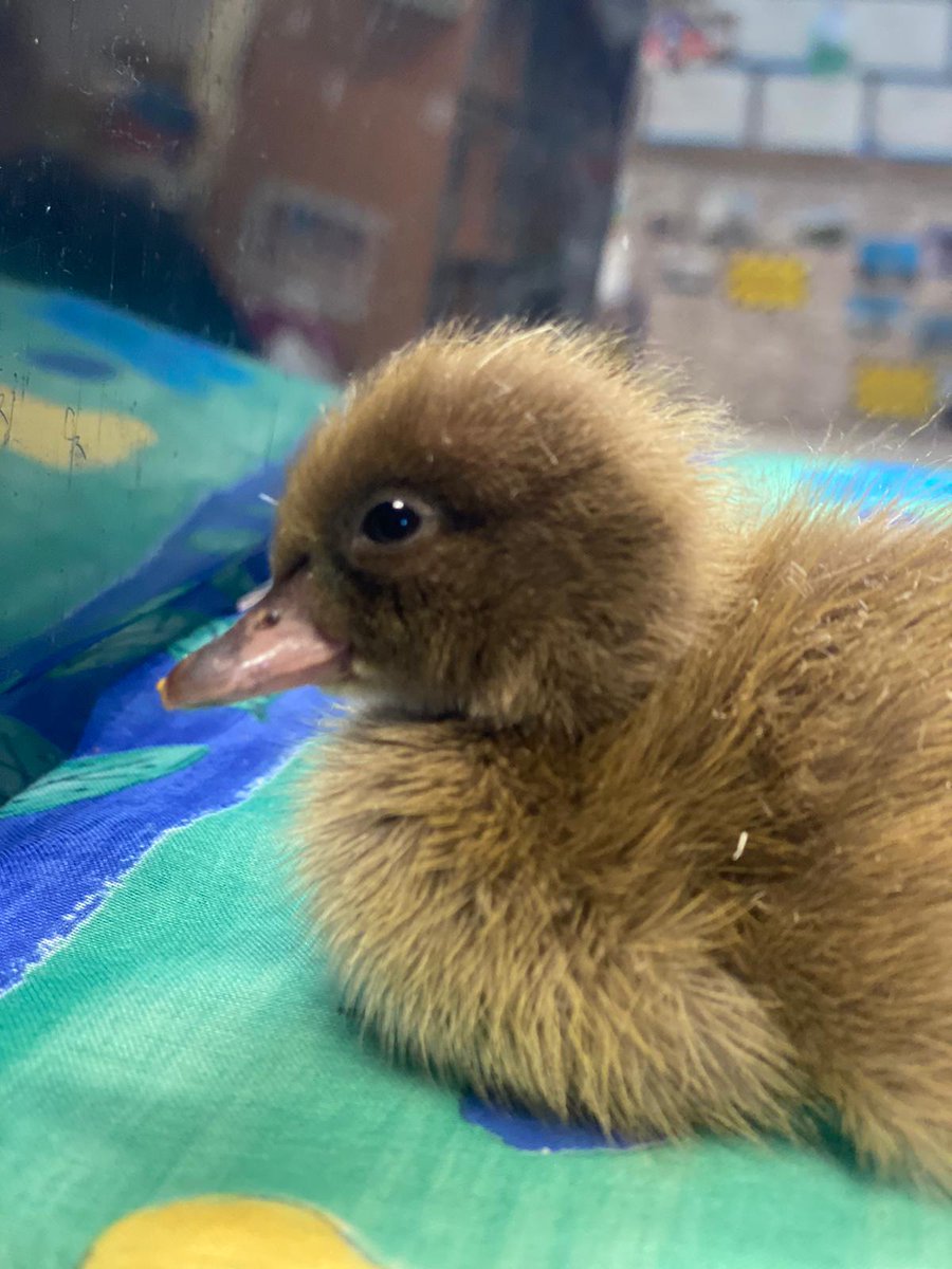 Today Reception welcomed new starter Dilly Duckling who hatched overnight.  We hope she's joined by some brothers and sisters soon! #curiosity, #responsibility, #kindness