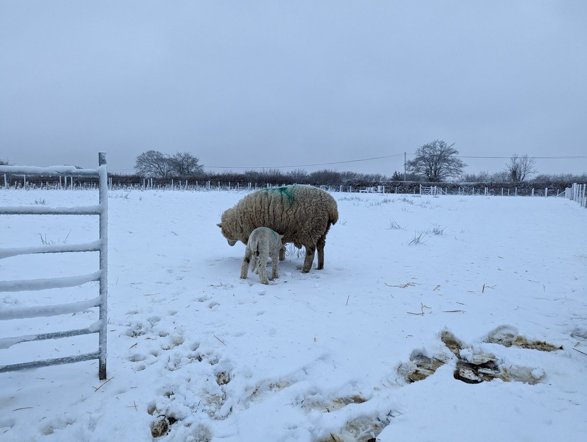 It snowed.   Can't see the bees or our lambs enjoying it much.