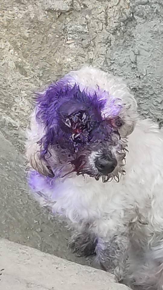 manosdelosangeles tweet media