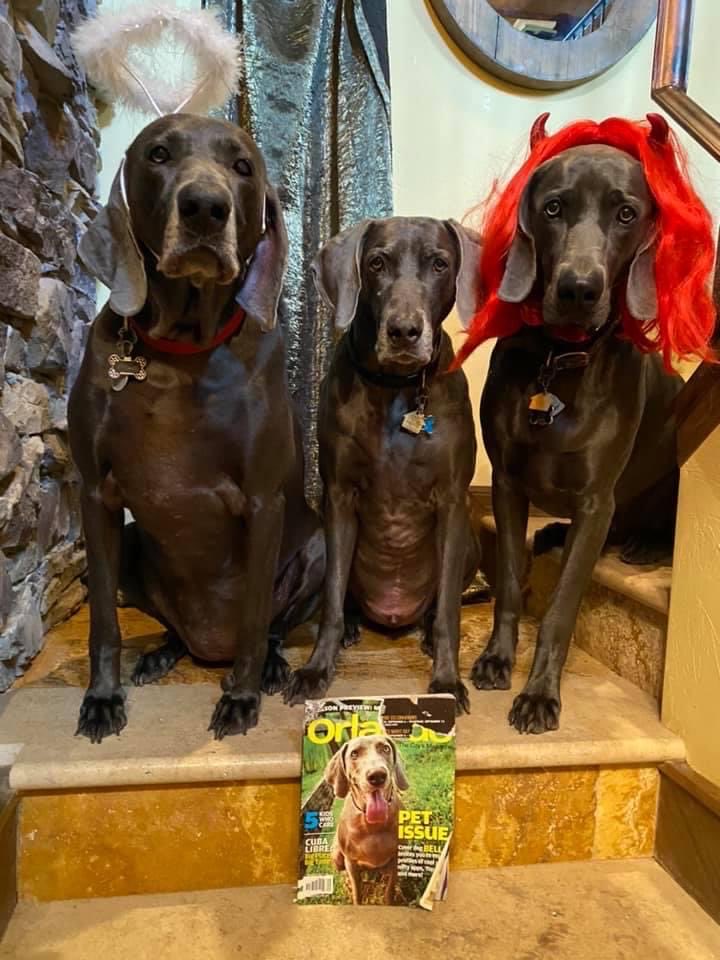 biagioDebbie's tweet photo. One of us ate the magazine cover that Ras is featured on #ras #weimaraner #coverdog #dogmodel #orlandomagazine #guiltydog #dogshaming @DogsofInstagram #dogsontwitter @weimcrime @SirNorbit @coverdog5 @OrlandoMag https://t.co/G5HS837bg7