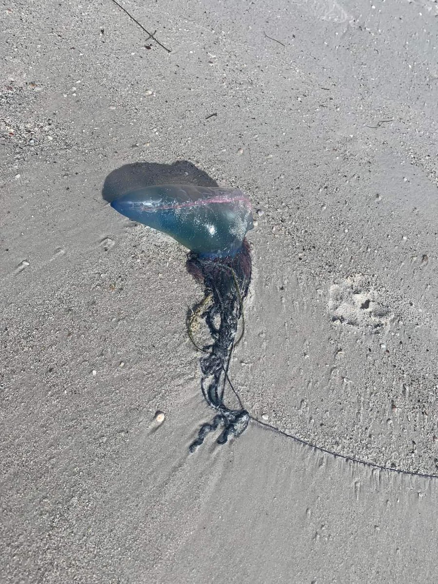 Alex Howard tweet media