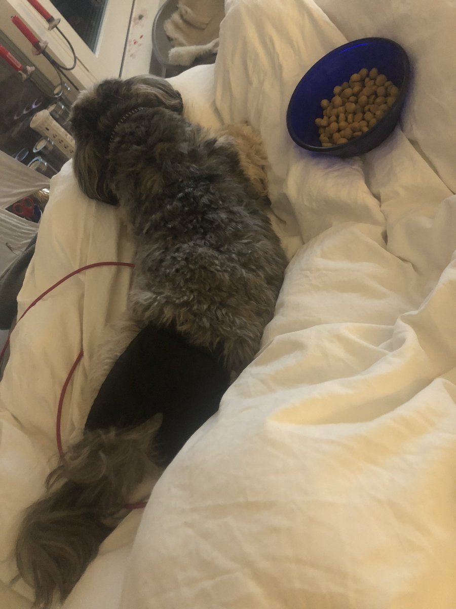 AltidFilmperle's tweet photo. #8marts og #FineFrida og jeg har fået #tvdinner. Dvs. jeg har. #FineFrida er vist ligeglad, men stadig helt enormt kær og sjov❤️🐶❤️ #lånehund https://t.co/YdYMnQX1Yv