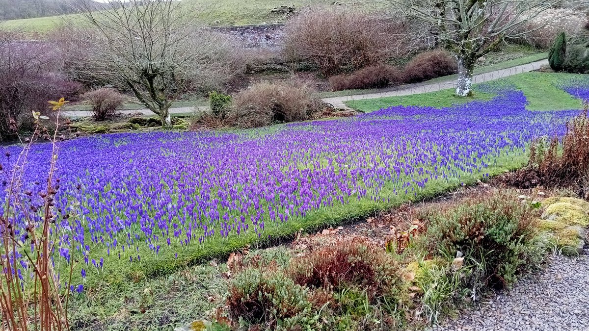 Notjustacleaner's tweet photo. I had a well overdue day to myself on Sunday so had a lazy morning followed by a trip to Wallington Hall to see the crocuses in bloom https://t.co/sItAebb8fB