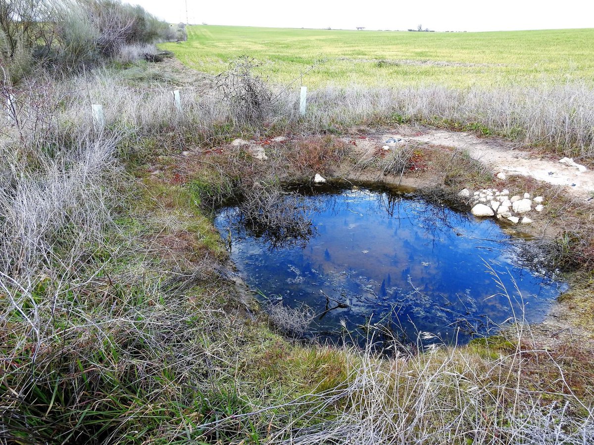 Así lucen algunas de las charcas, manaderos y fuentes que hemos construido o restaurado en paisajes agrícolas del centro de España. Pronto, diferentes anfibios depositarán sus huevos en ellas y, mientras, cumplirán su función como abrevadero para la fauna silvestre.
#CamposDeVida