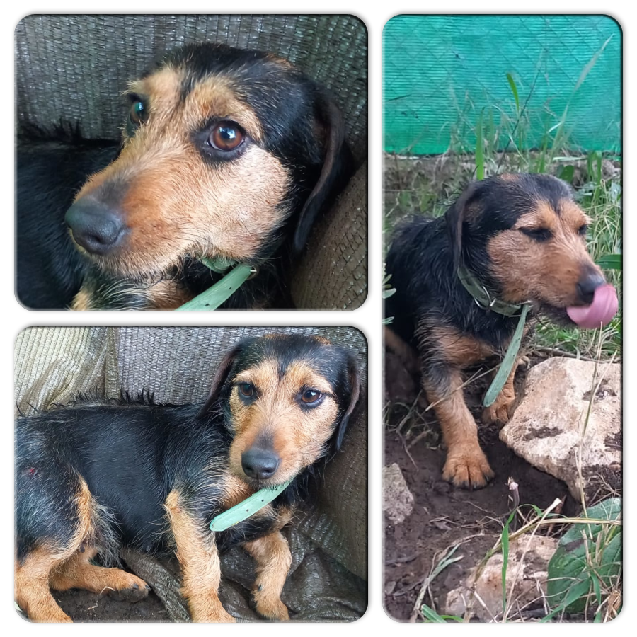 NuevaVidaAdop's tweet photo. #Madrid 
NECESITAMOS #URGENTE #casadeacogida para LOLA TECKI 
Es una preciosa cruce #Teckel de 3 añitos y 7kg de peso
Es MUY cariñosa y sociable con humanos y perros
CONTACTO 📩facenuevavida@gmail.com
#acoge #ayuda #buscoperro #perrosmadrid https://t.co/C3IOZaGTme