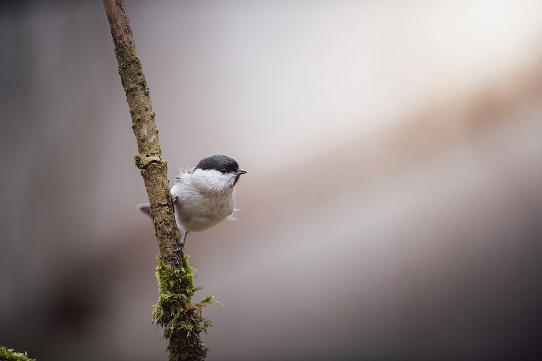 khemsok97's tweet image. Don't limit yourself to just one Javascript library for front end development - explore & experiment to find the best tool for your project! #frontendprogramming #javascript #webdev
